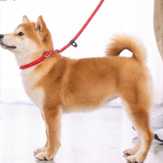 中型犬の犬用首輪おすすめ5選！体格に合ったサイズで引っ張りにもしっかり対応し安全性と快適性を両立