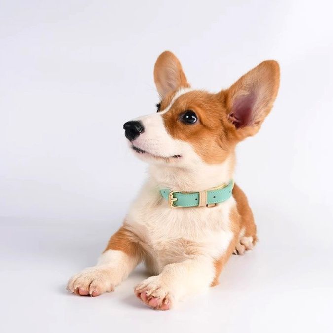 犬首輪 小型犬用バイカラー合成皮革首輪