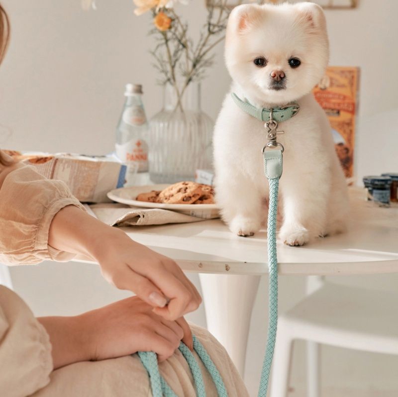 犬首輪 上品な編み込みデザイン犬首輪とリードセット