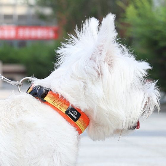 柔軟素材の軽い犬首輪