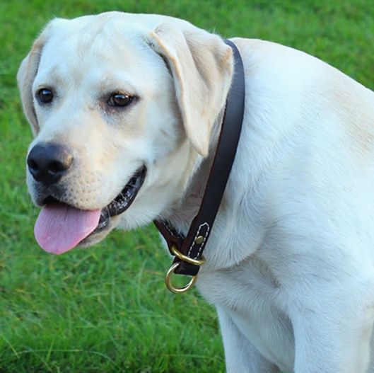 犬首輪 牛革ハンドステッチ二重リング犬首輪