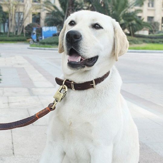 犬首輪 牛革二重縫製の耐久性抜群犬首輪