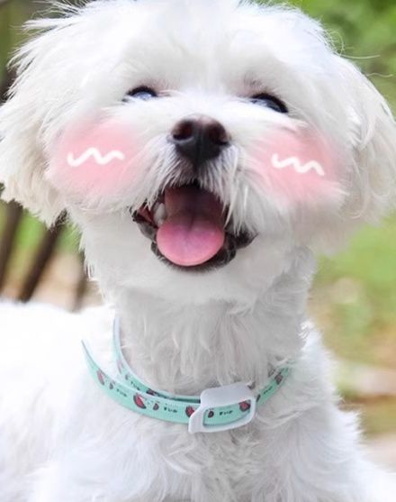 犬首輪 植物精油配合虫除け機能付き小型犬用首輪