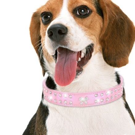 犬首輪 キラキラ輝く宝石とリボン飾り付き軽い犬首輪