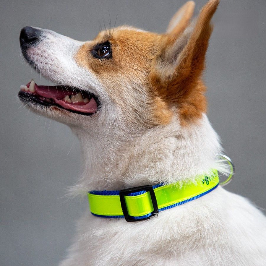 犬首輪 夜間反射帯付き光る安全犬首輪