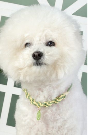 編み込みロープ風チャーム付き犬首輪