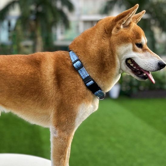 犬首輪 太めベルト式バックル付き丈夫な犬用首輪