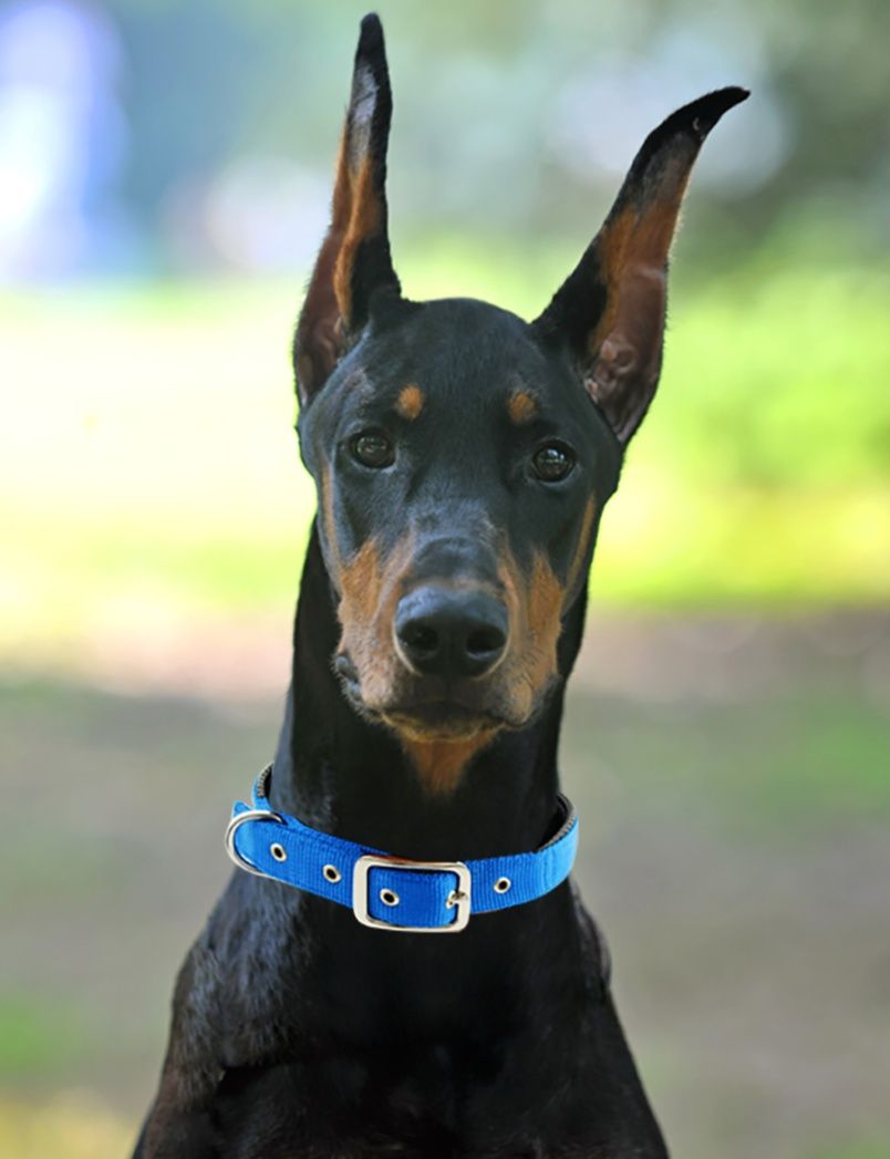 犬首輪 反射帯付き夜間安全犬首輪クッション裏地タイプ