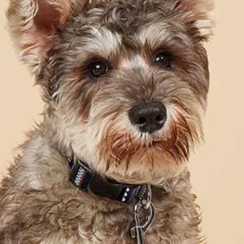 犬首輪 軽いエスニック柄犬首輪