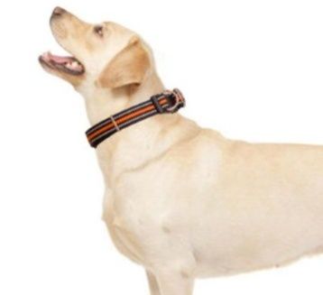 反射材付き二重金具強化犬首輪光る夜間安全