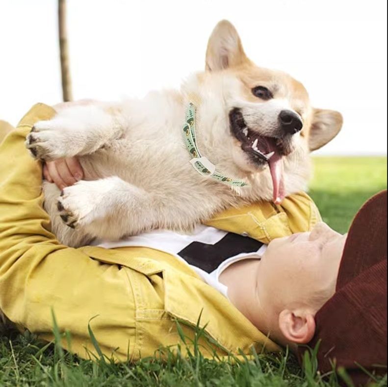 植物精油配合 長期持続虫除け犬首輪