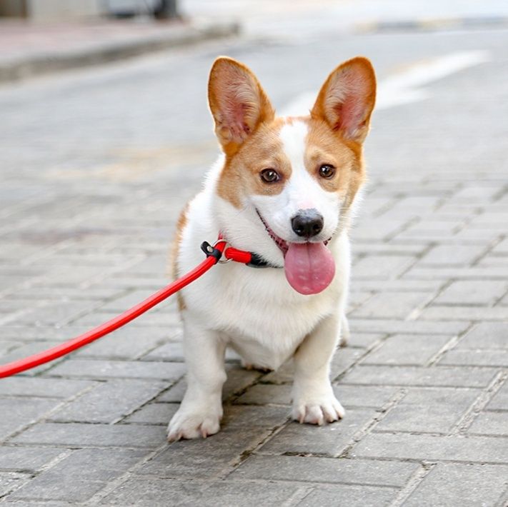 犬首輪 丸編みロープの太め犬首輪スライド調節タイプ