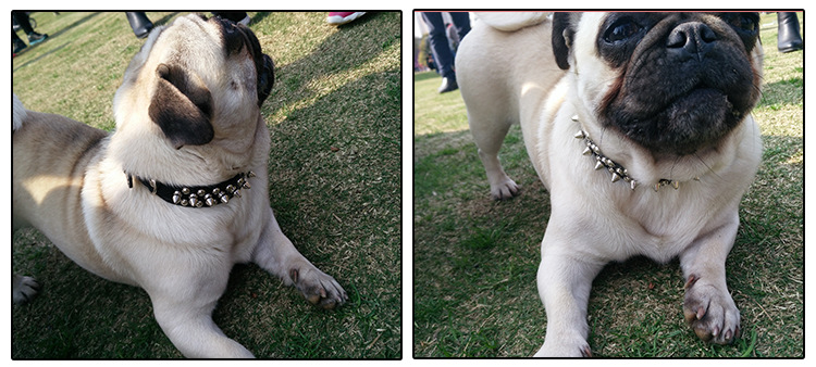 犬首輪 金属鋲装飾犬首輪ビーズスタッズデザイン