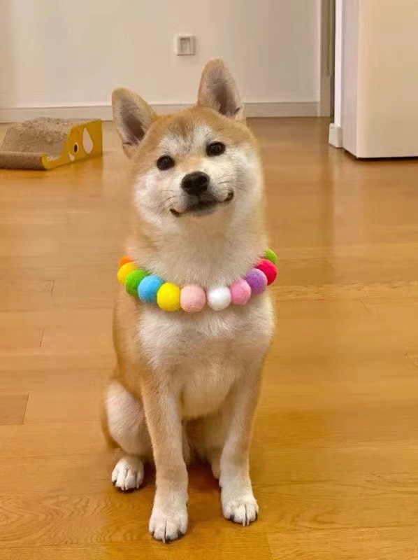 犬首輪 ふわふわポンポン玉軽量犬首輪