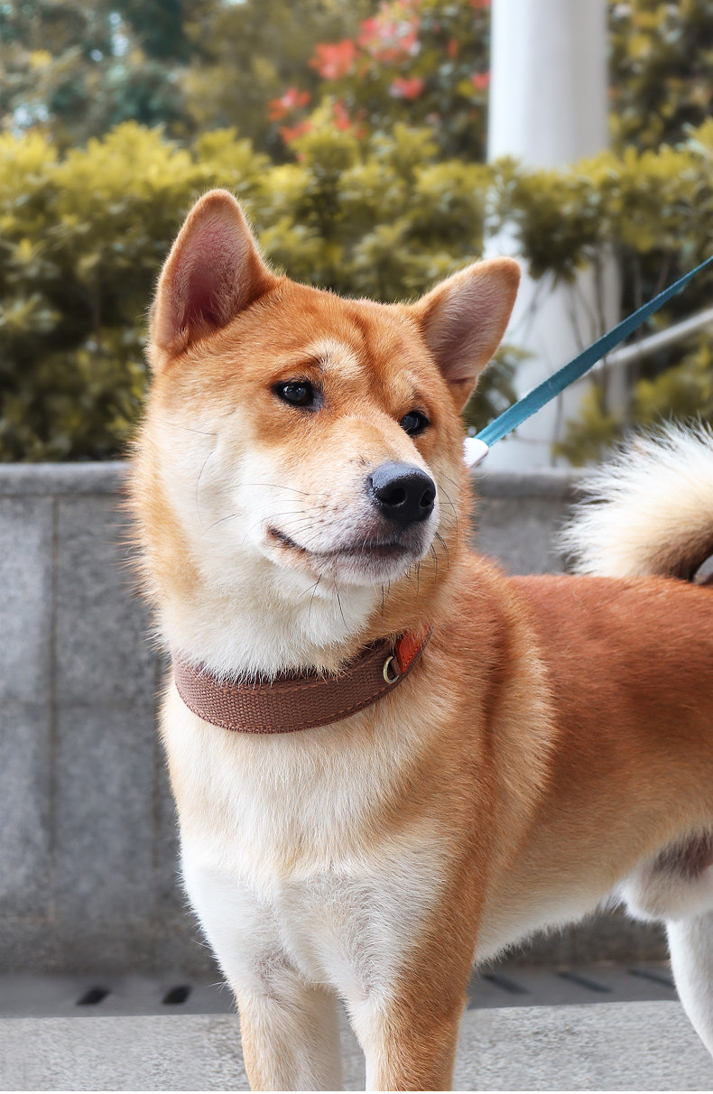 犬首輪 軽量帆布生地牽引金具付き犬首輪