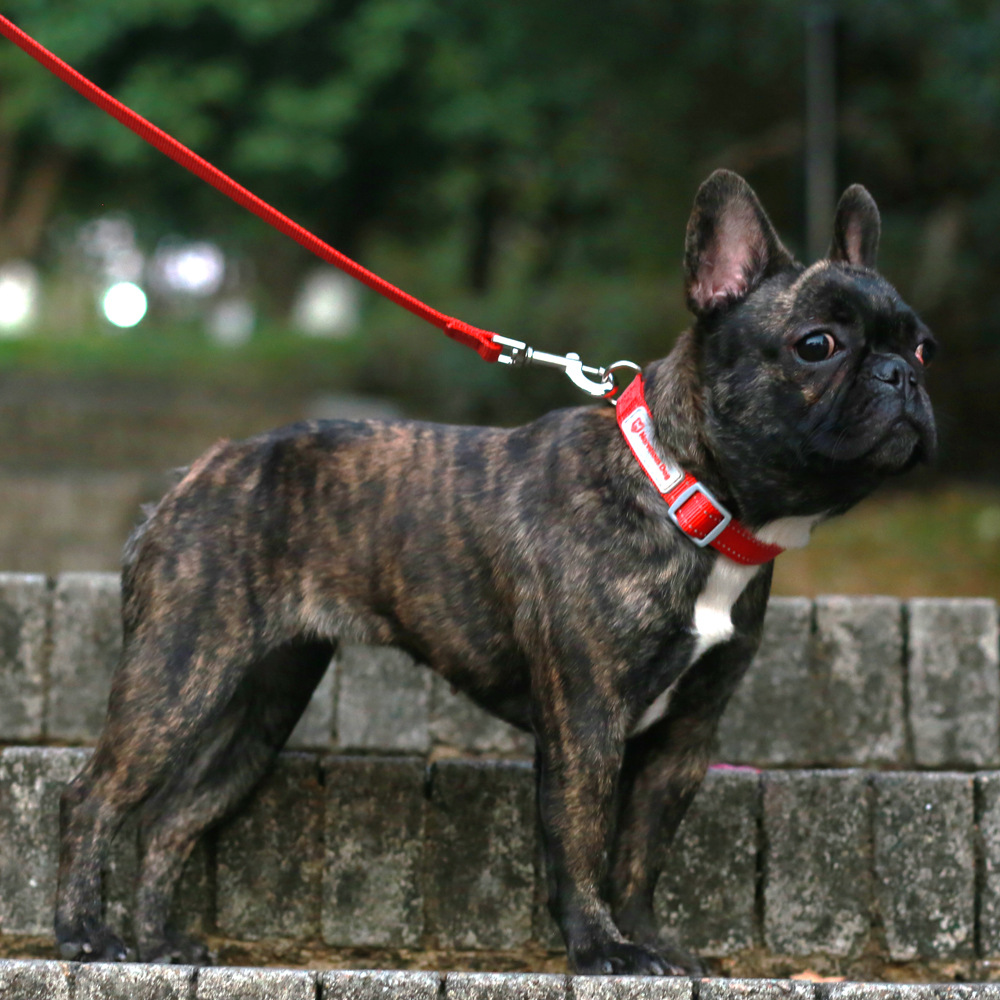 犬首輪 反射ステッチ付き太めナイロン犬首輪