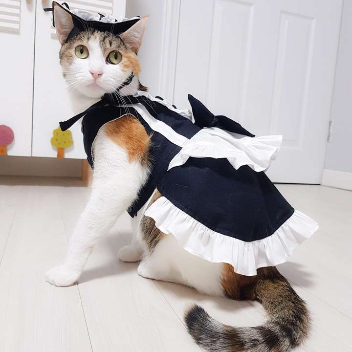 メイド服 ワンちゃん猫ちゃん用メイド風コスチューム