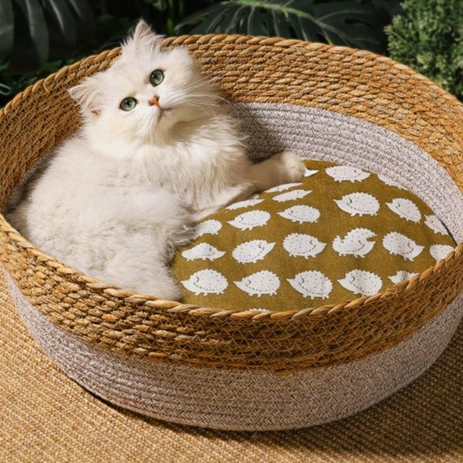 https://fulmo-img-server.com/meownest/1779655310808_wy8468j8_4lwte234.jpeg