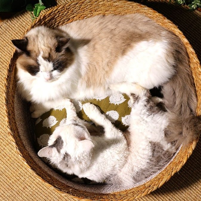 https://fulmo-img-server.com/meownest/1779655327811_128bvakc_tgrq2fpe.jpeg