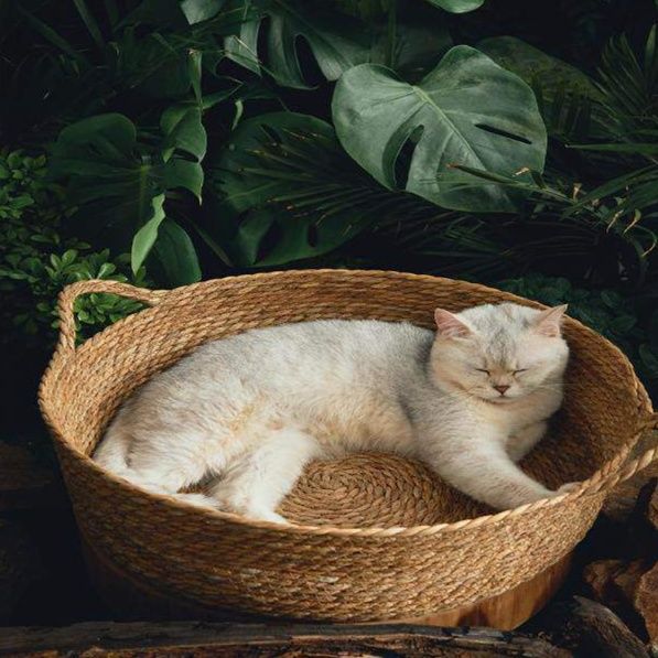 https://fulmo-img-server.com/meownest/1779655475672_ziejzp2k_9ju9iqdz.jpeg