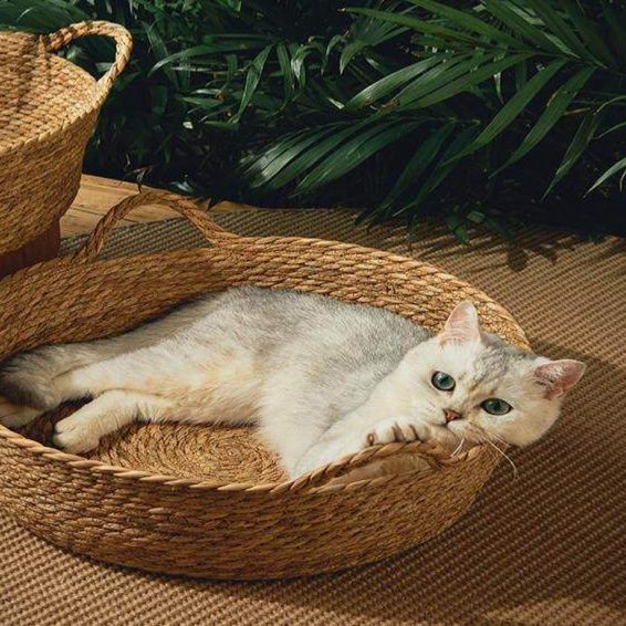 https://fulmo-img-server.com/meownest/1779655490986_b0n899zm_hq9voob8.jpeg