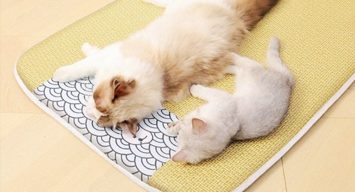 https://fulmo-img-server.com/meownest/1783483745158_iano9ana_mgk937rx.jpeg