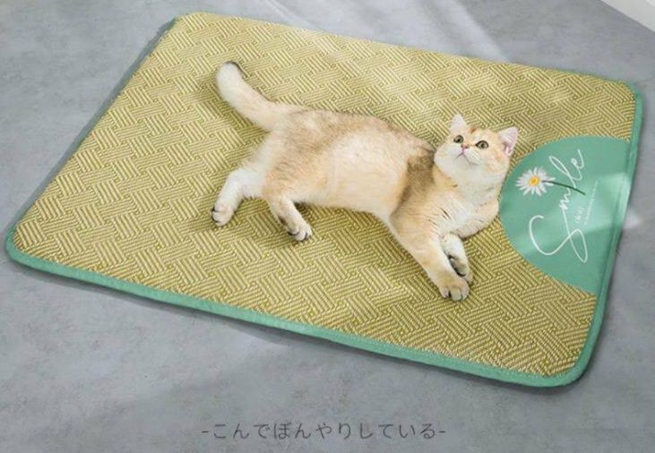 https://fulmo-img-server.com/meownest/1783484536983_7nvfvqj5_l3sudwxi.jpeg