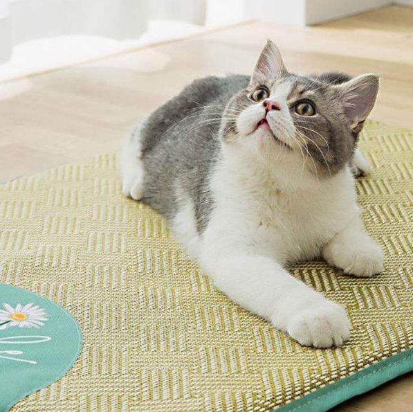 https://fulmo-img-server.com/meownest/1783484585653_q4gzhvkh_49pdn49b.jpeg