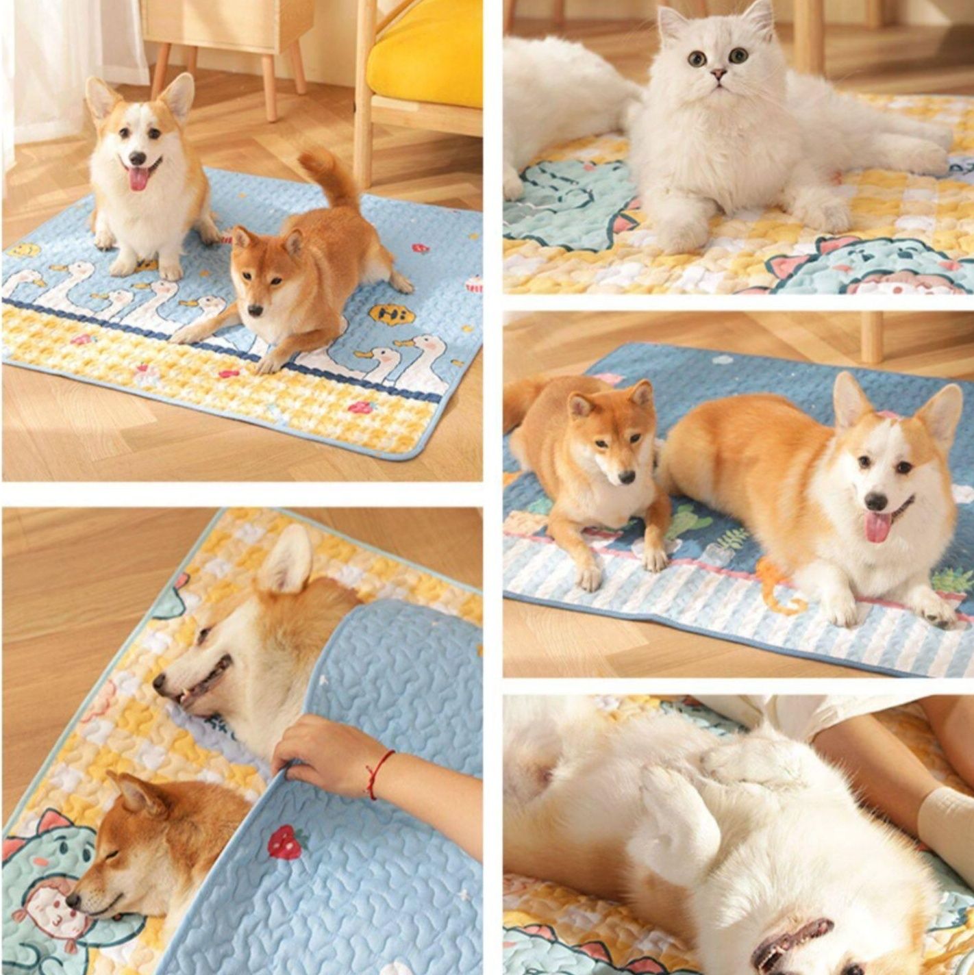 https://fulmo-img-server.com/meownest/1783733760553_xneqorto_uqks0rld.jpeg