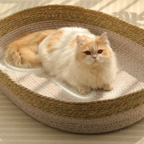 https://fulmo-img-server.com/meownest/1783742722367_9ivvhbml_ap7ormi4.jpeg