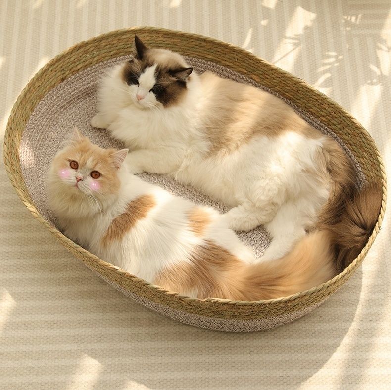 https://fulmo-img-server.com/meownest/1783742734980_680t2zog_ddjnxh9s.jpeg