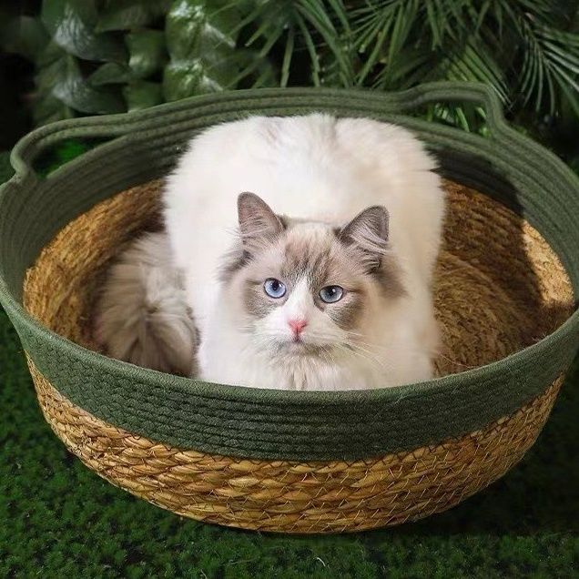 https://fulmo-img-server.com/meownest/1785978321802_yvkk0hsa_pkgm6uqg.jpeg