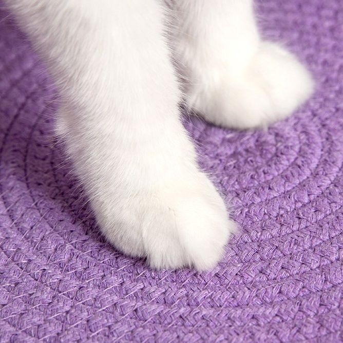 https://fulmo-img-server.com/meownest/1785988437966_c5i1vgfy_adowxelx.jpeg