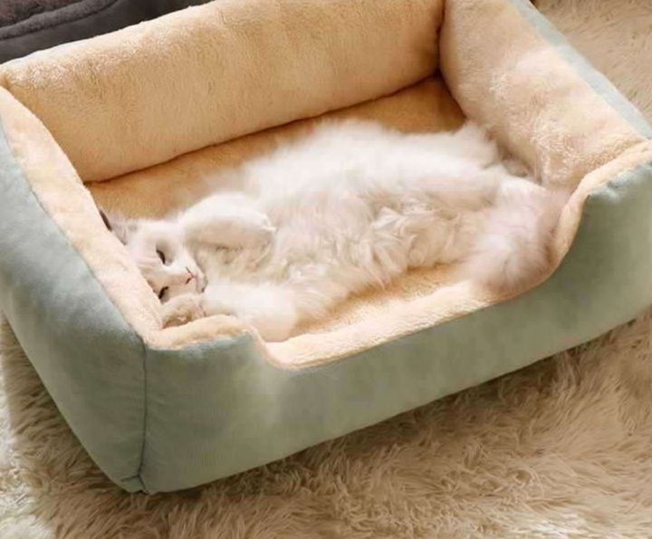 https://fulmo-img-server.com/meownest/1786083341723_gpfmfb6g_2wrxsprf.jpeg