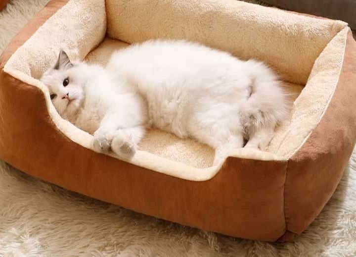 https://fulmo-img-server.com/meownest/1786083357043_q2b7mykq_bmt6cg7v.jpeg