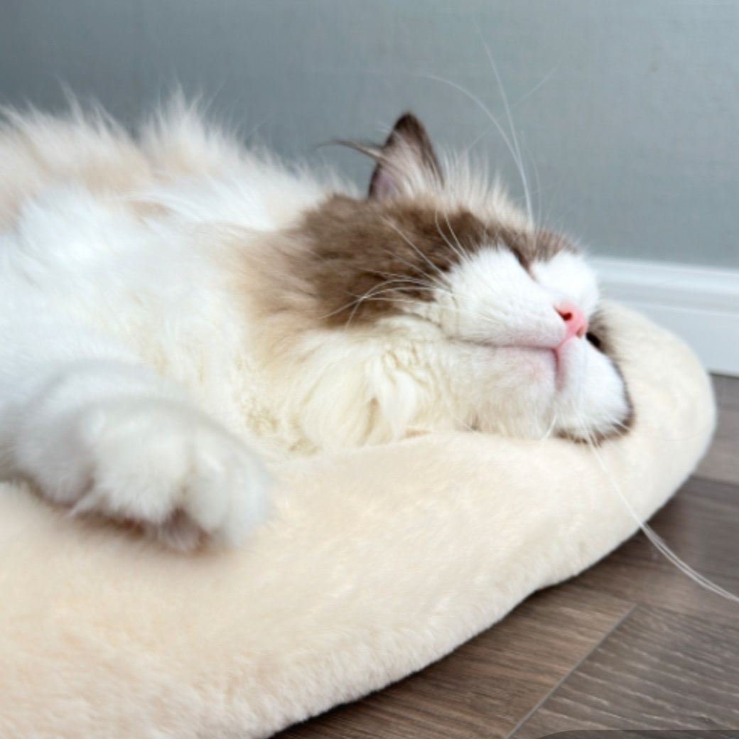 https://fulmo-img-server.com/meownest/1788826814908_joaurd2b_d2l82cbu.jpeg