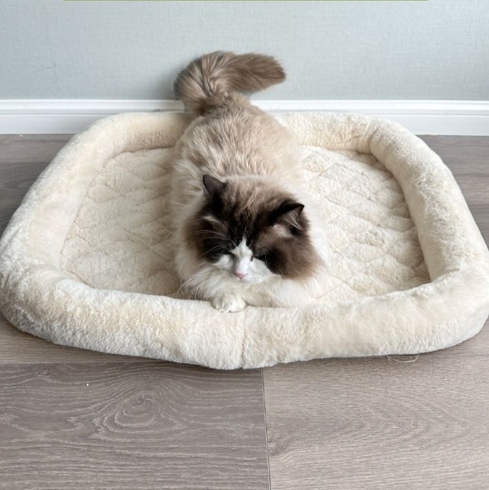 https://fulmo-img-server.com/meownest/1788826823377_k9mys548_yp9z0hpl.jpeg