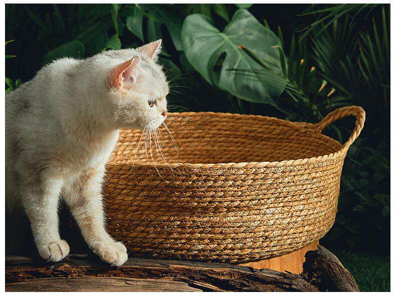 https://fulmo-img-server.com/meownest/6f0b8958-c261-4a76-bf34-7df3fd2309ab.jpg
