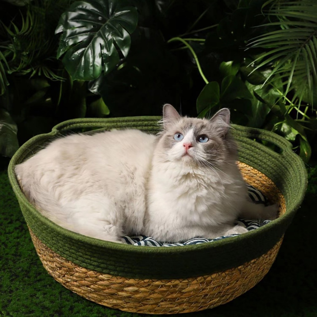 https://fulmo-img-server.com/meownest/9c3aacfa-5352-4f83-9048-c6a4d4ff420c.jpg