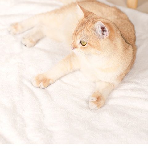 ペットマット 星空おやすみ猫ラグマット