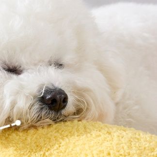 ペットマット わんちゃん快適枕付きマット