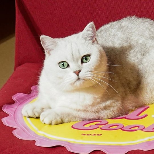 ペットマット 夏の涼しさ 丸型猫ひんやりマット