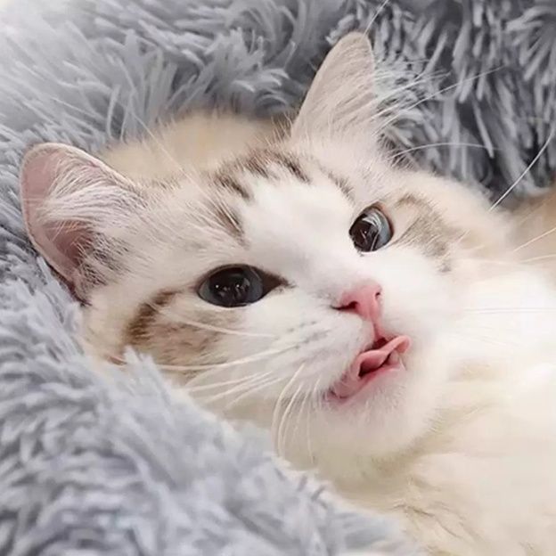 ペットマット もふもふ冬眠ドーナツベッド