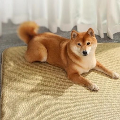 ペットマット 抜け毛が付きにくい緻密編み犬猫兼用