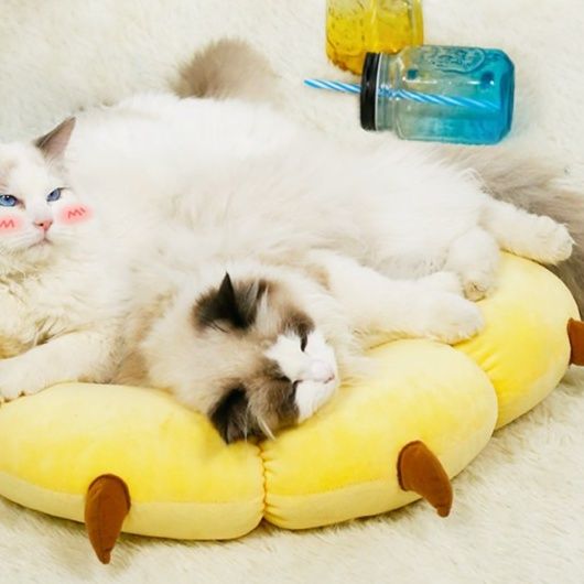 https://fulmo-img-server.com/mofuhug/1779647271385_0w1yxdmc_eei2evdc.jpeg