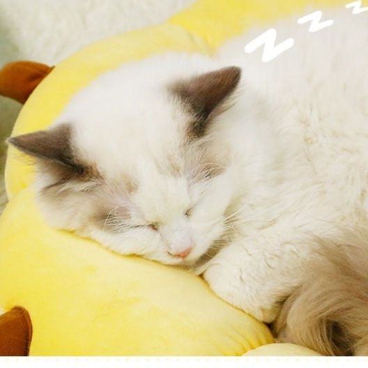 https://fulmo-img-server.com/mofuhug/1779647288980_15fp5kfl_kvikg6xq.jpeg