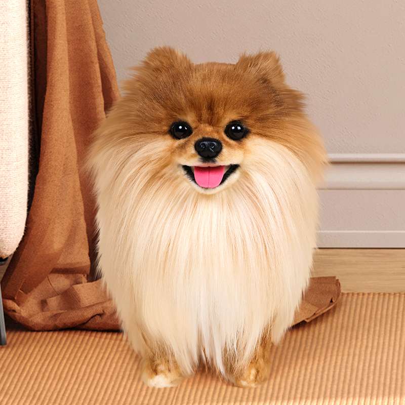 犬 ぬいぐるみ もふもふ王子の癒しポメラニアン