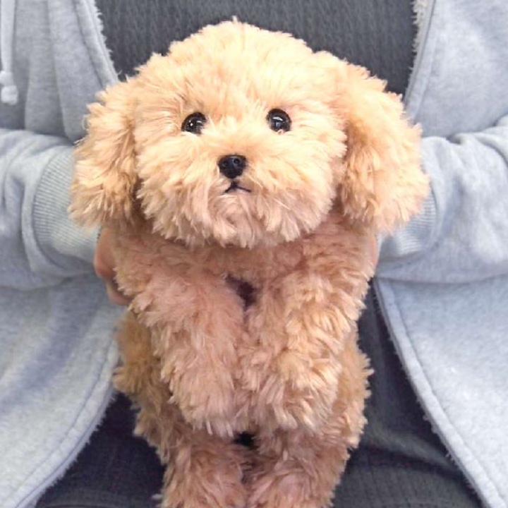 犬 ぬいぐるみ もふもふトイプードルの癒しぬいぐるみ