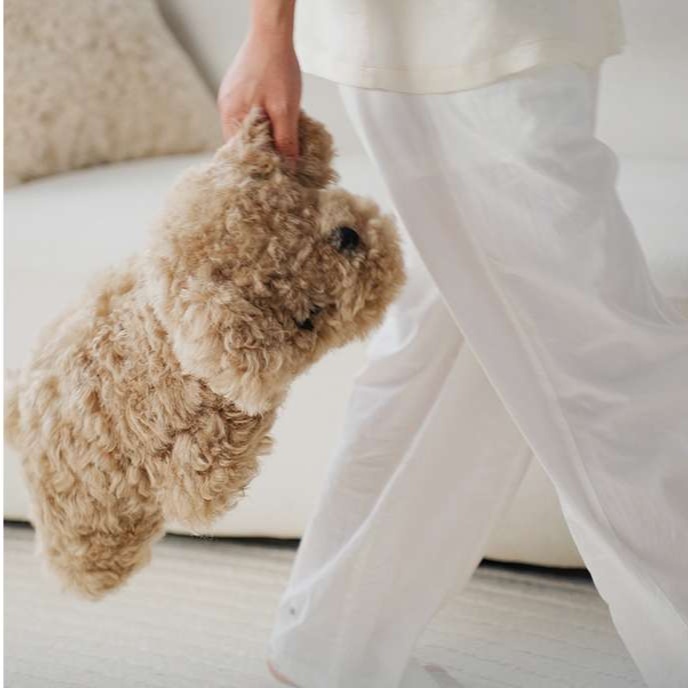 犬 ぬいぐるみ もふもふトイプードル抱きぐるみ