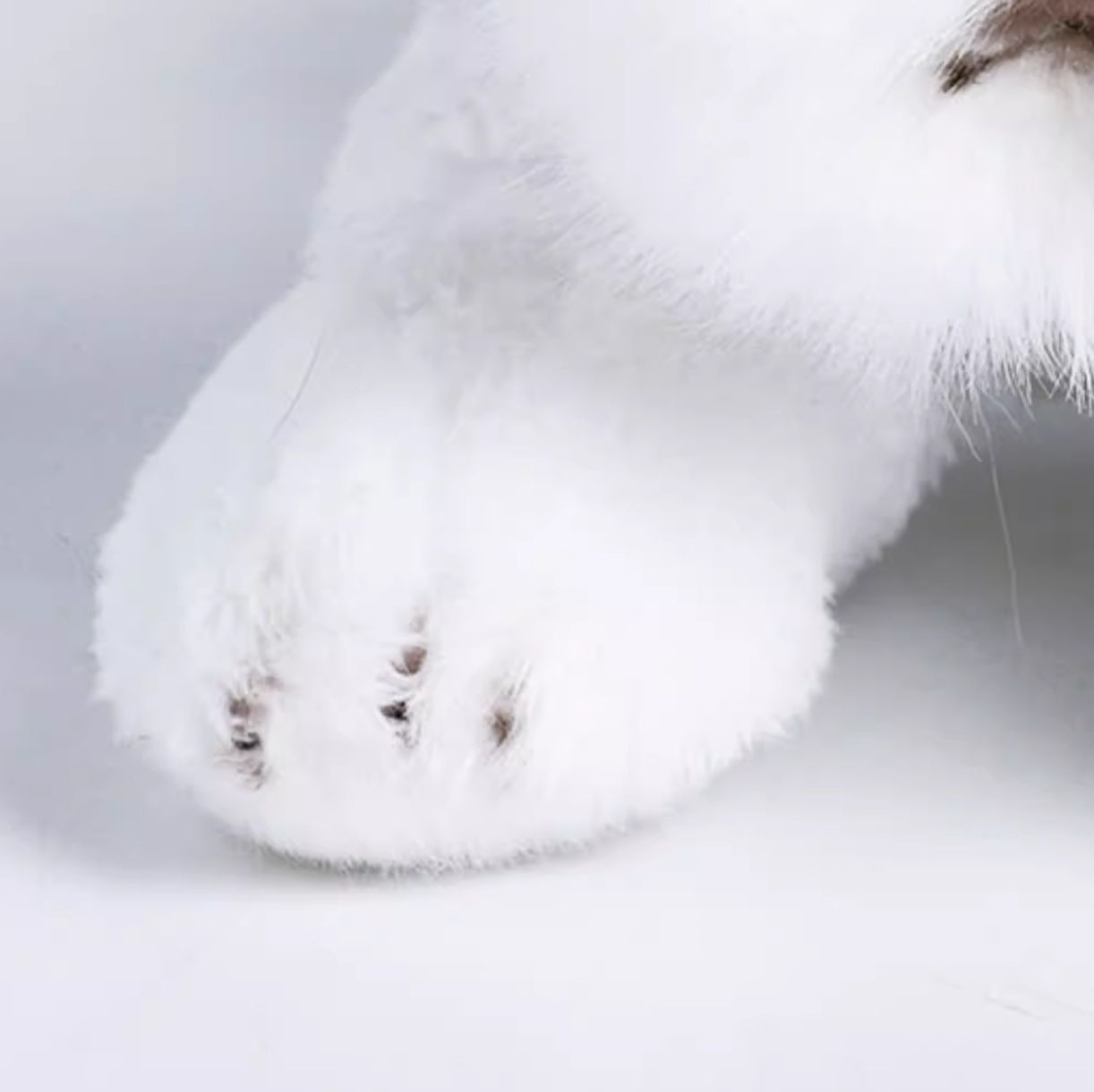 犬 ぬいぐるみ もふもふシュナウザーの友達